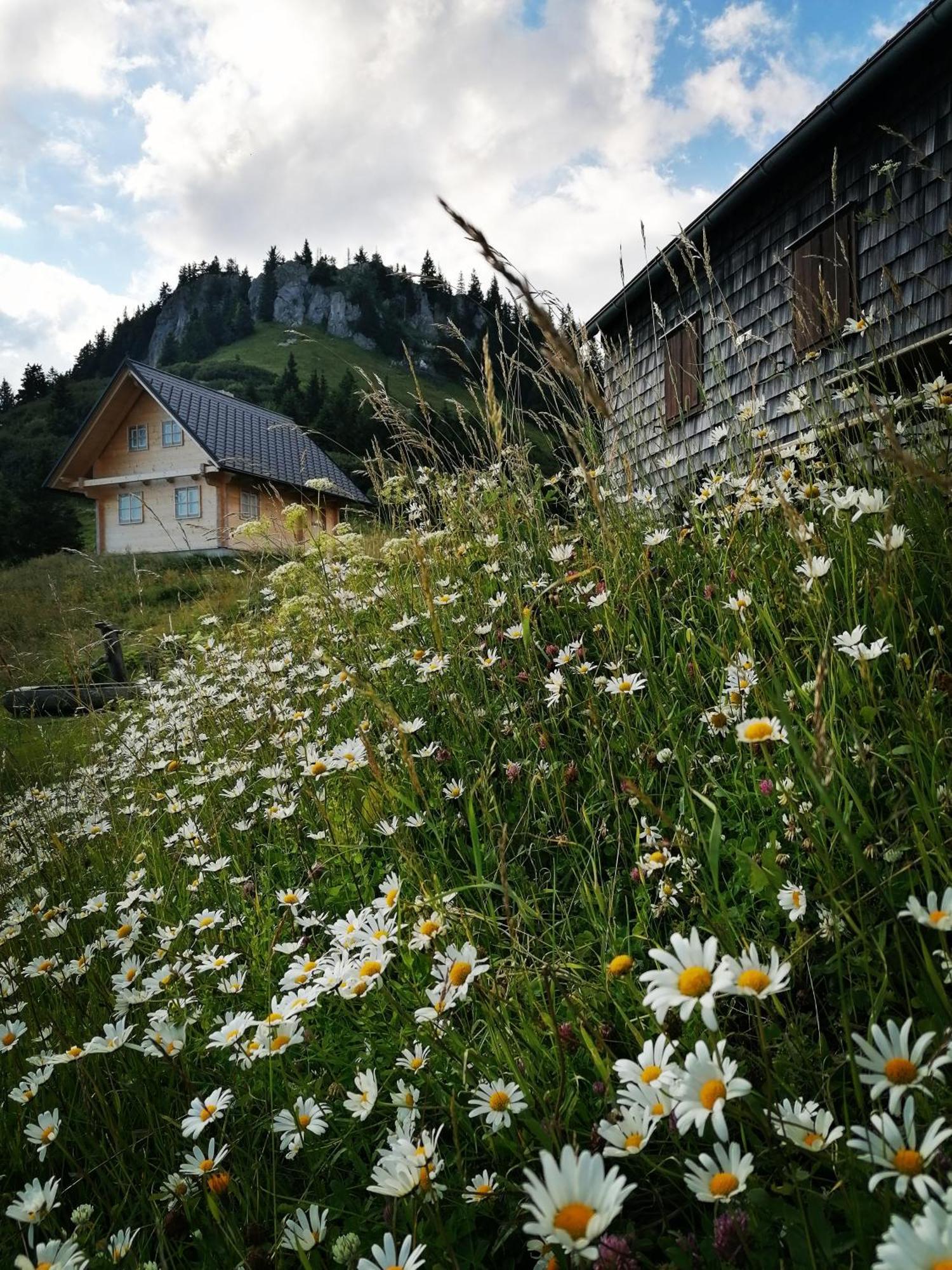 Apartmán Waldhaus Klein-Veitsch, Auszeit Im Gruenen Niederaigen Exteriér fotografie